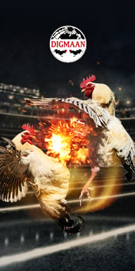 DigMaan ค่ายไก่ชนออนไลน์ ที่ Kapook888
